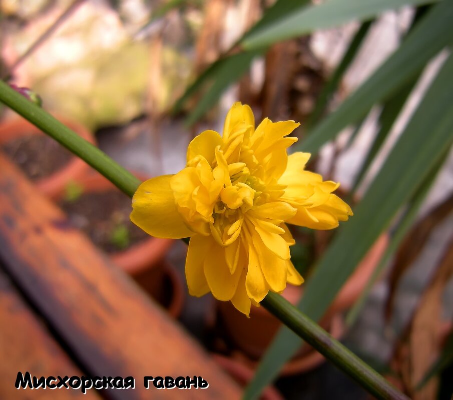 цветок Керрия - Руслан Newman