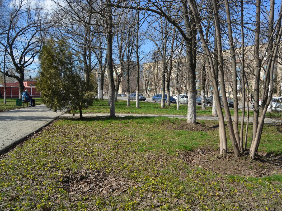 Новочеркасск. Весенние цветы в сквере на пр. Бакланова. - Пётр Чернега