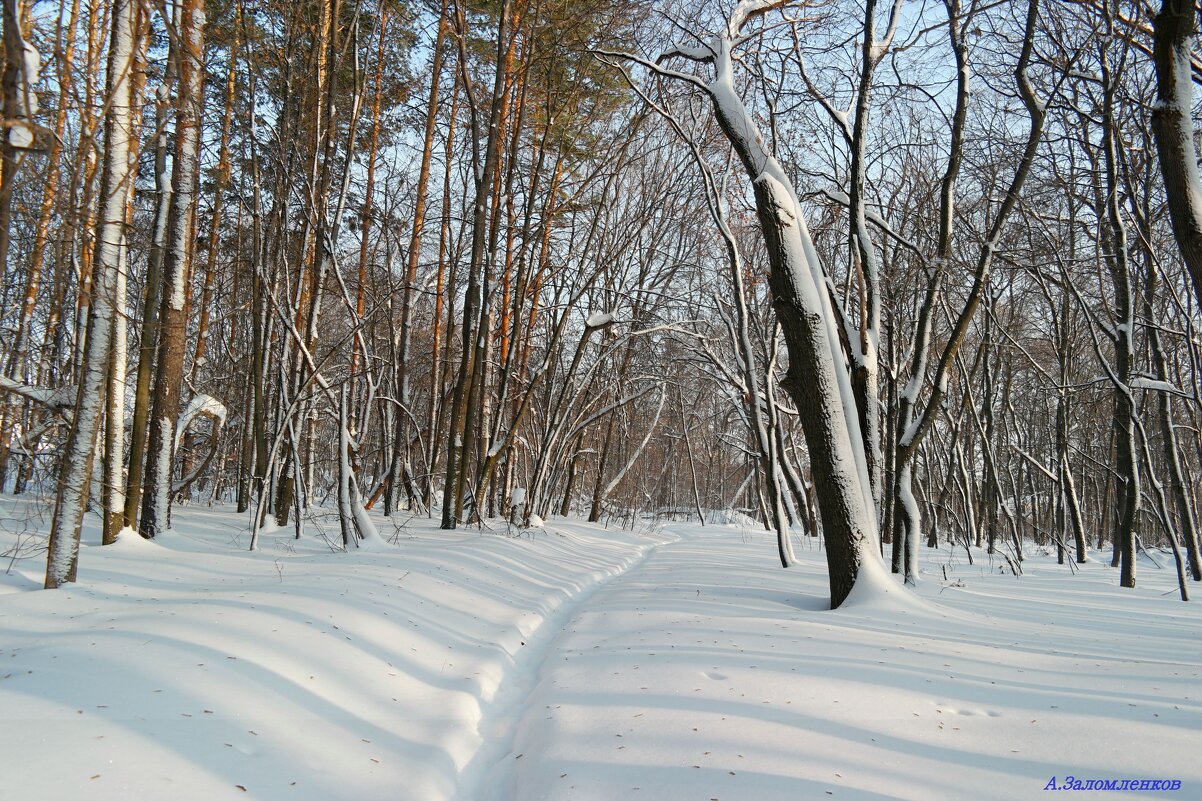 О прогулках в январе.. - Андрей Заломленков