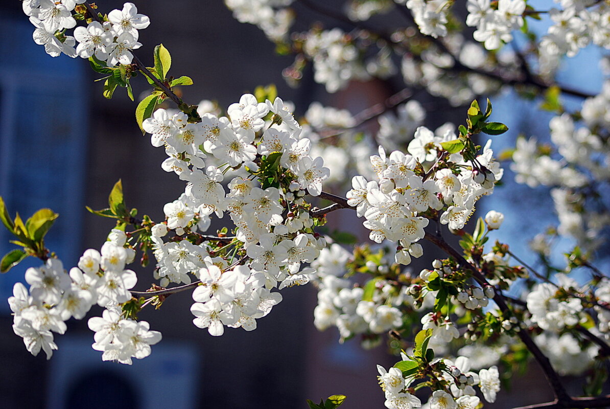 Пусть будет весна очень милой, как в нежном букете цветы... - Ольга (crim41evp)