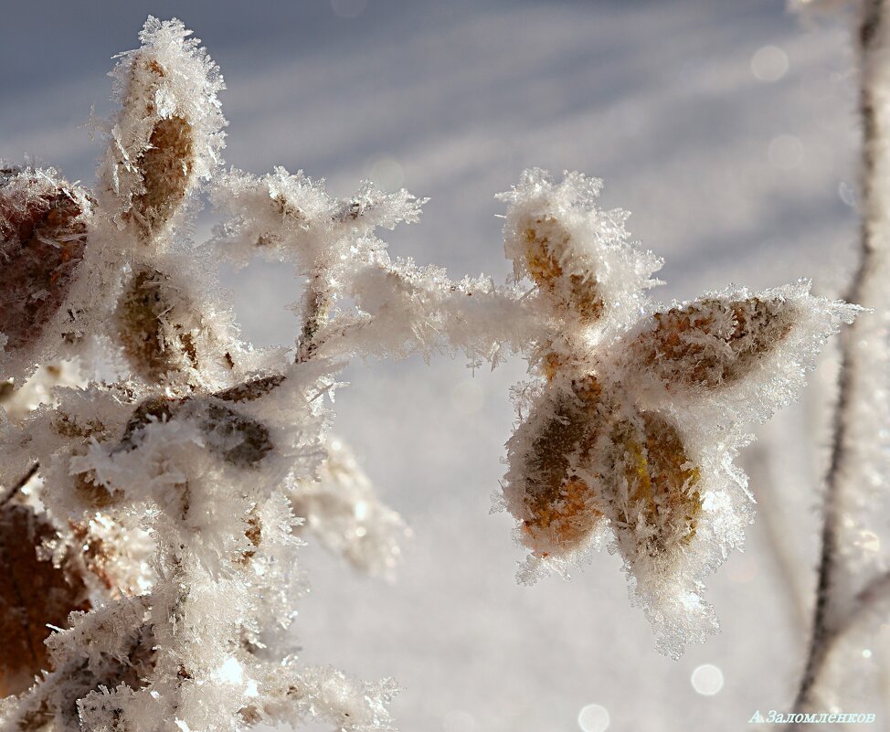 Ещё про снежные цветы... - Андрей Заломленков