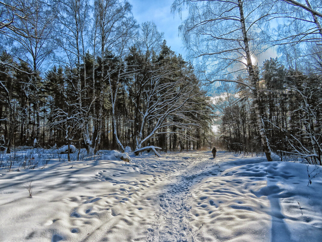 Ромашковский лес зимой