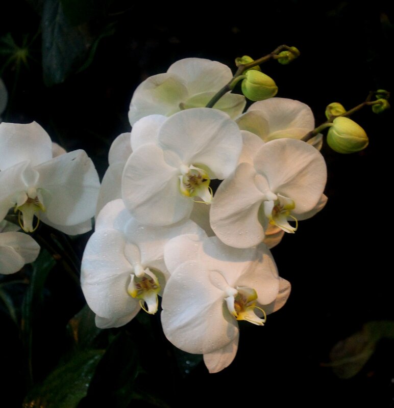 орхидеи - ольга хакимова