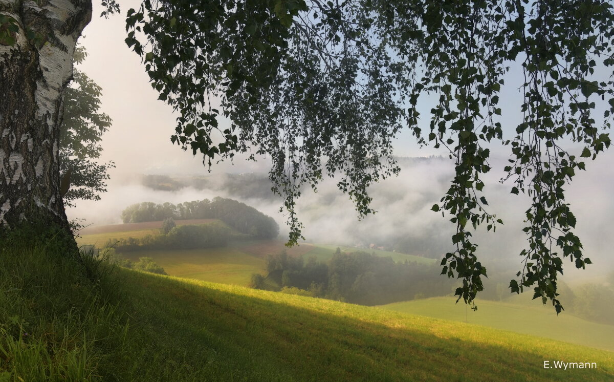 foggy day - Elena Wymann