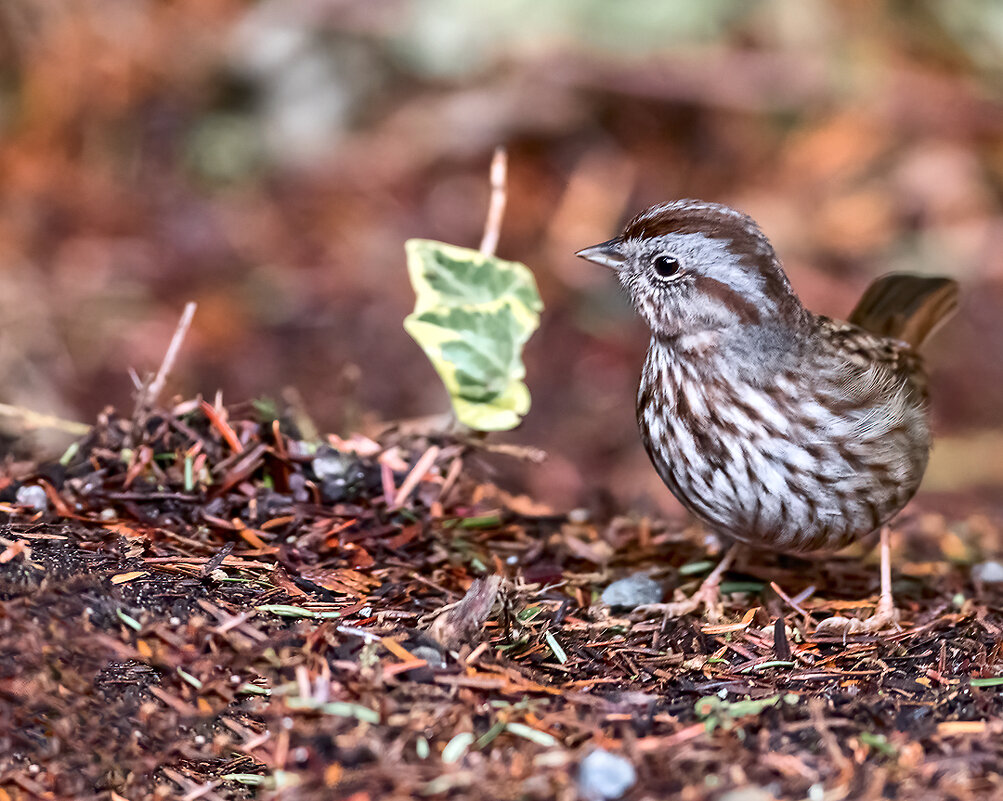 Певчий воробей (Song Sparrow) - Михаил Аверкиев