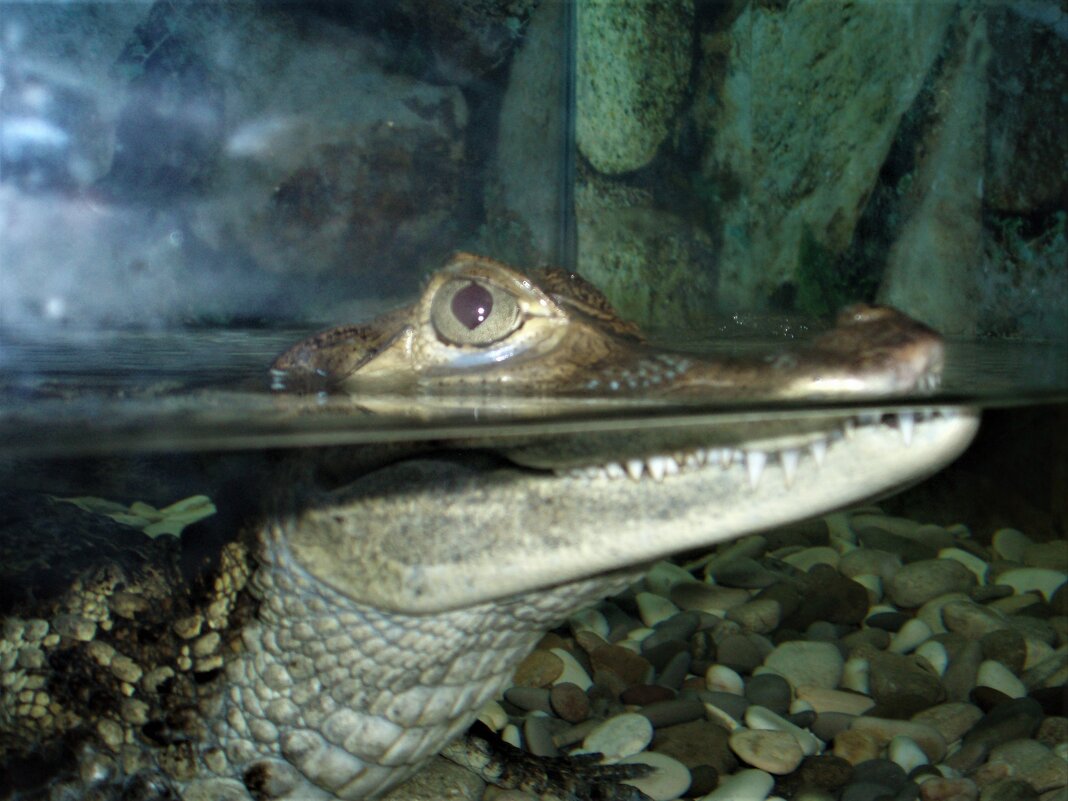 Африканский крокодил Гена - трогать и гладить не разрешается. - Gala Sarver
