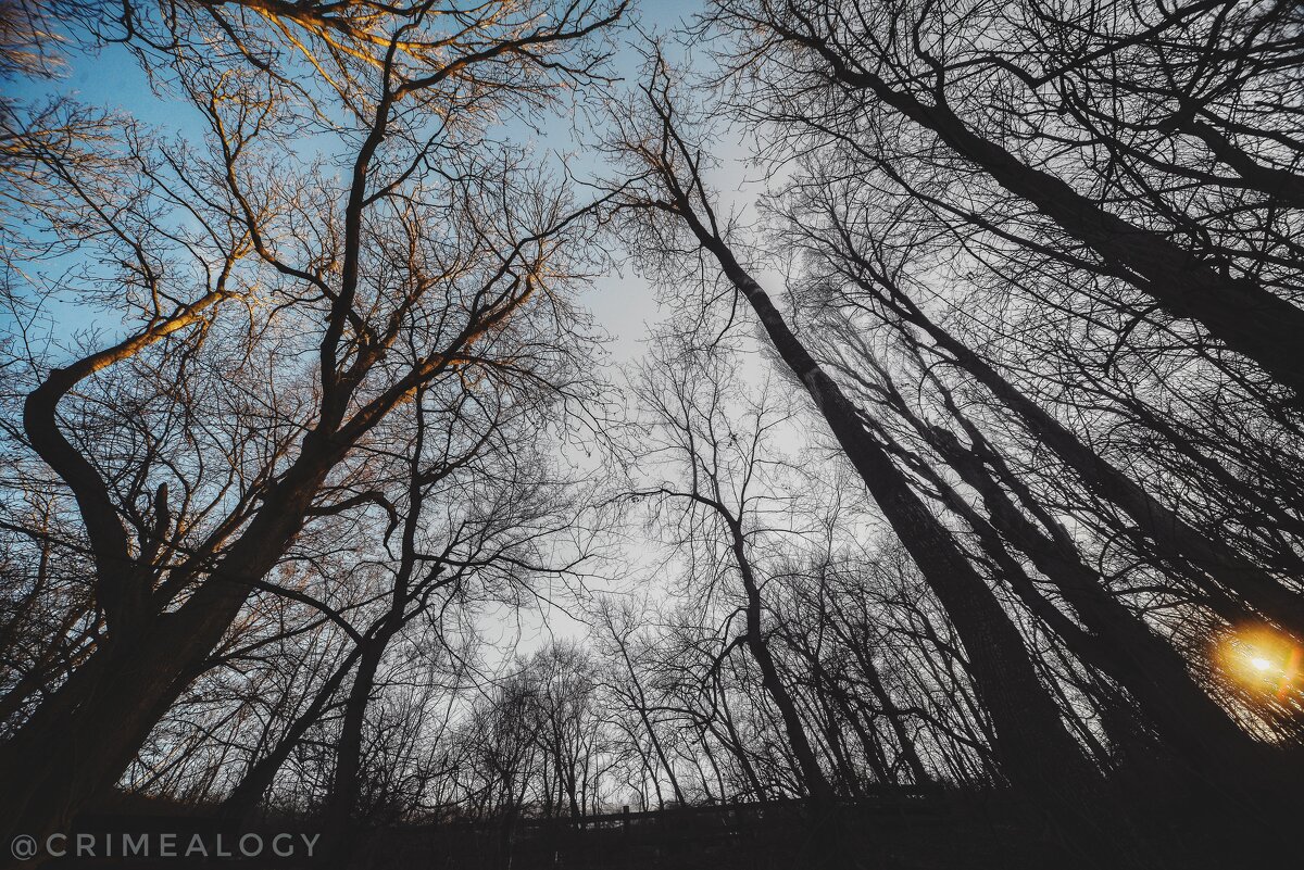 Закат в зимнем лесу... - Сергей Леонтьев