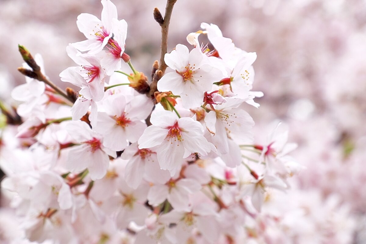 Весна в Нагоя Япония - wea *