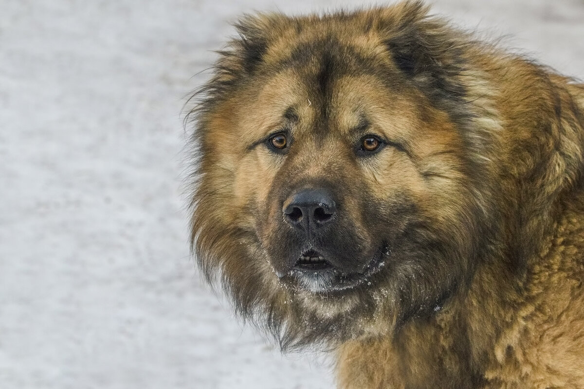 Портрет любимой собаки - Елена Швыдун