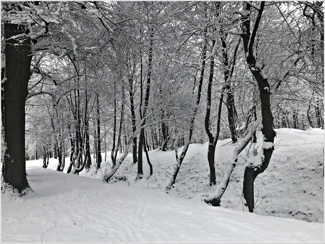 Зима в парке. - Валерия Комова