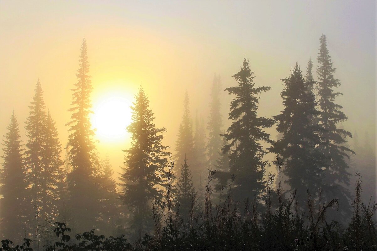 В утреннем тумане солнце восходит - Сергей Чиняев 