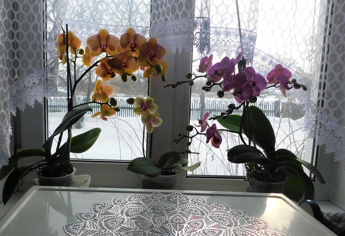 Мои орхидеи - Ольга 