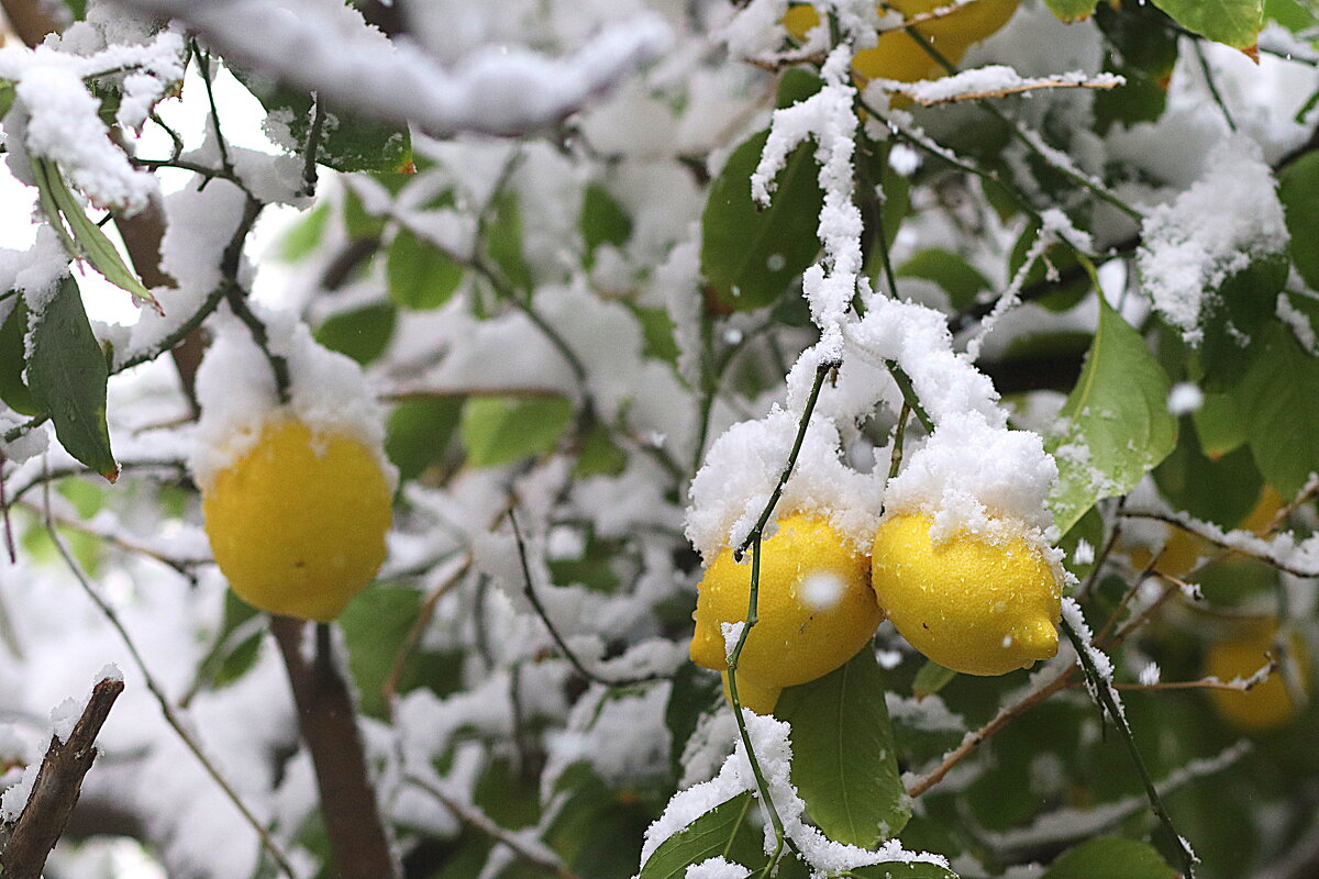 Лимоны в  снегу. - Оля Богданович