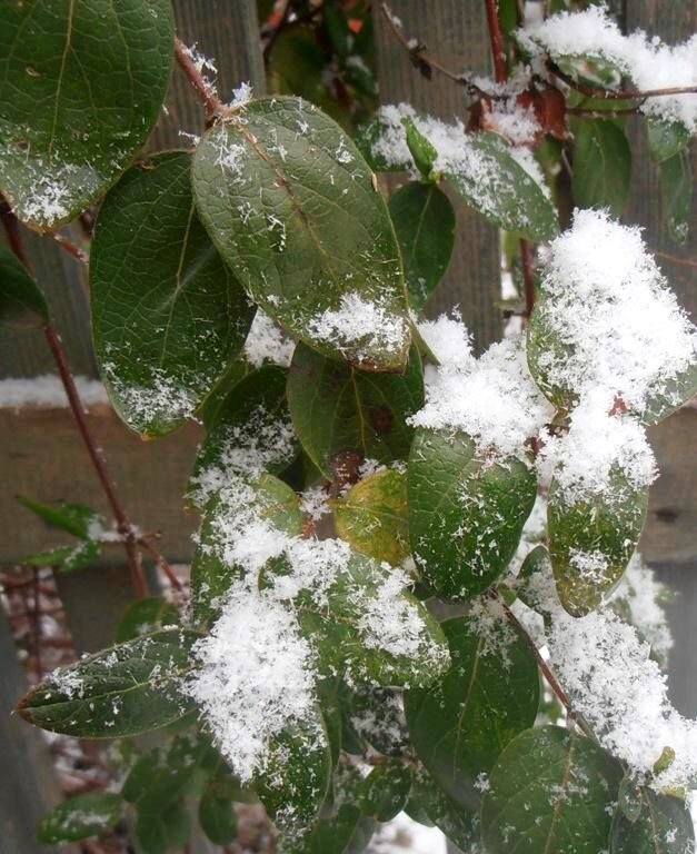 Снежок - Наталья 