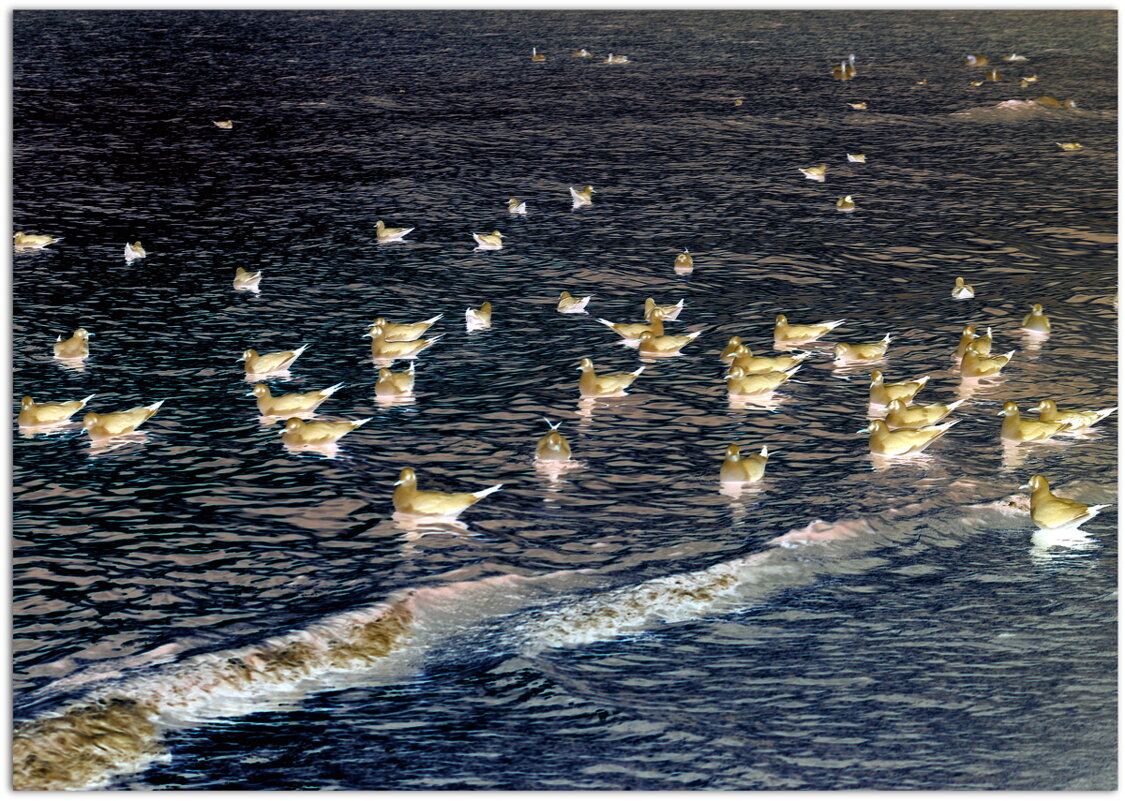 Чайки на море - Ольга (crim41evp)