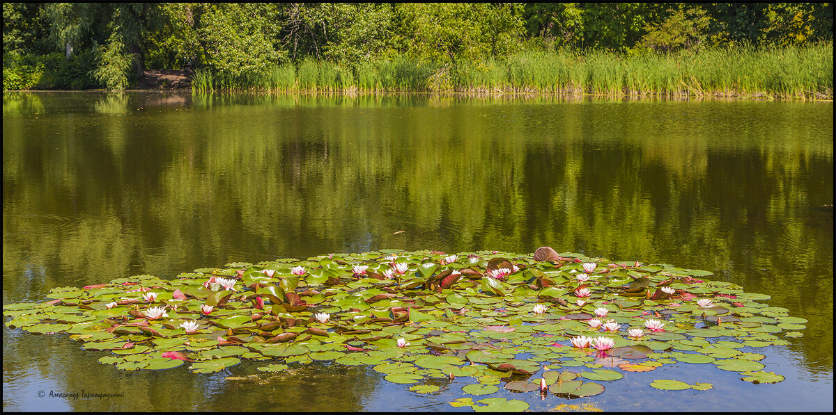 Лотосы - Александр Тарноградский