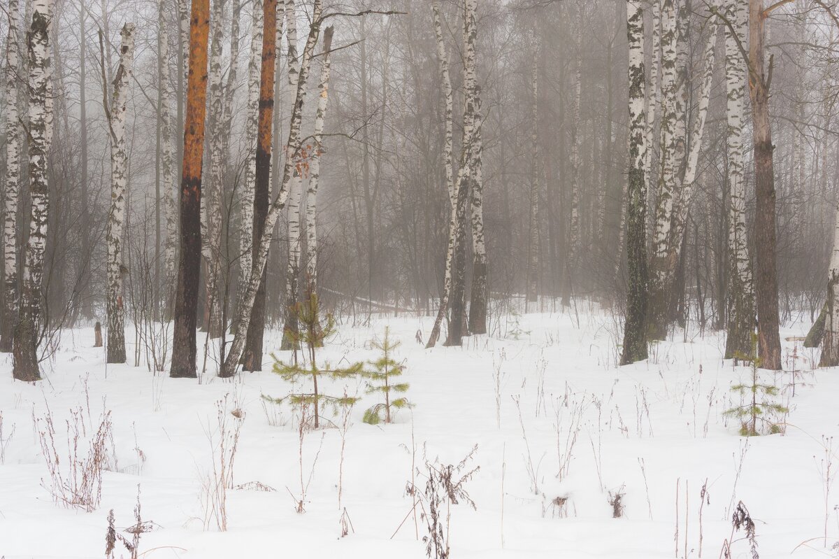 В февральском лесу - Валерий Иванович