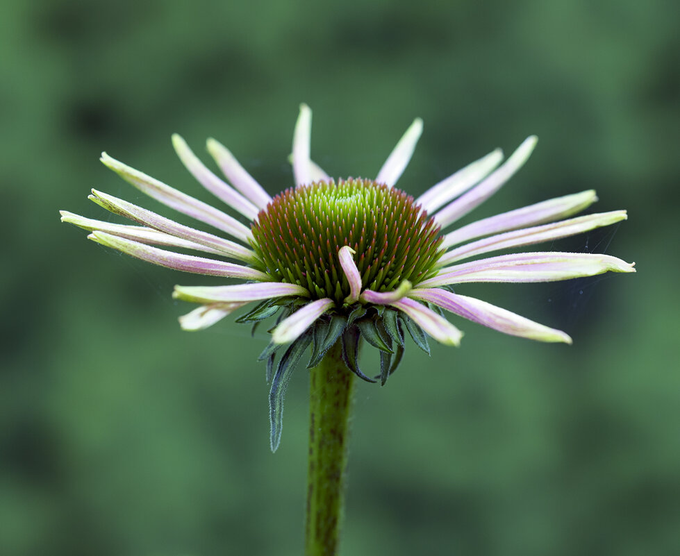 bloom - Zinovi Seniak