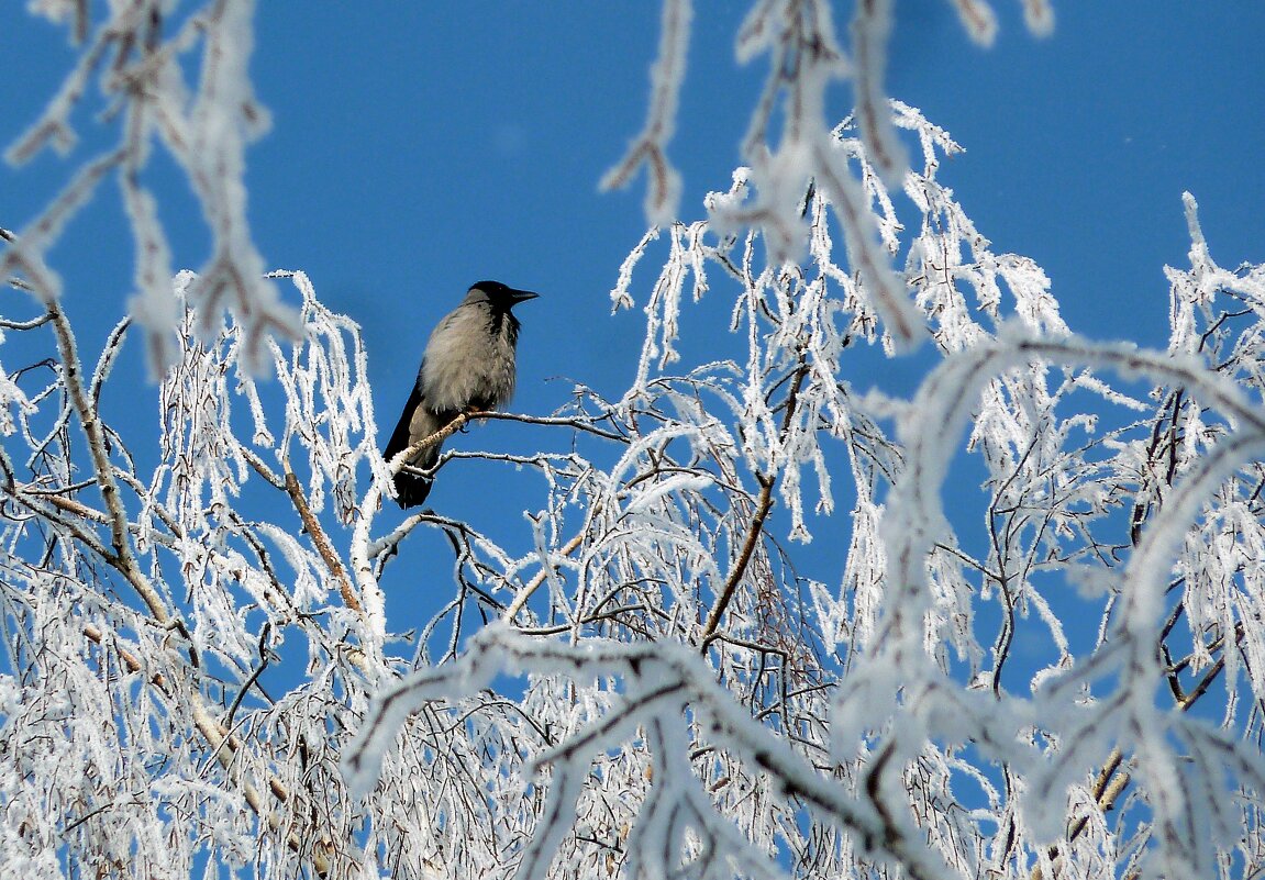 Ворона на верхушке дерева-к морозу - Марина 