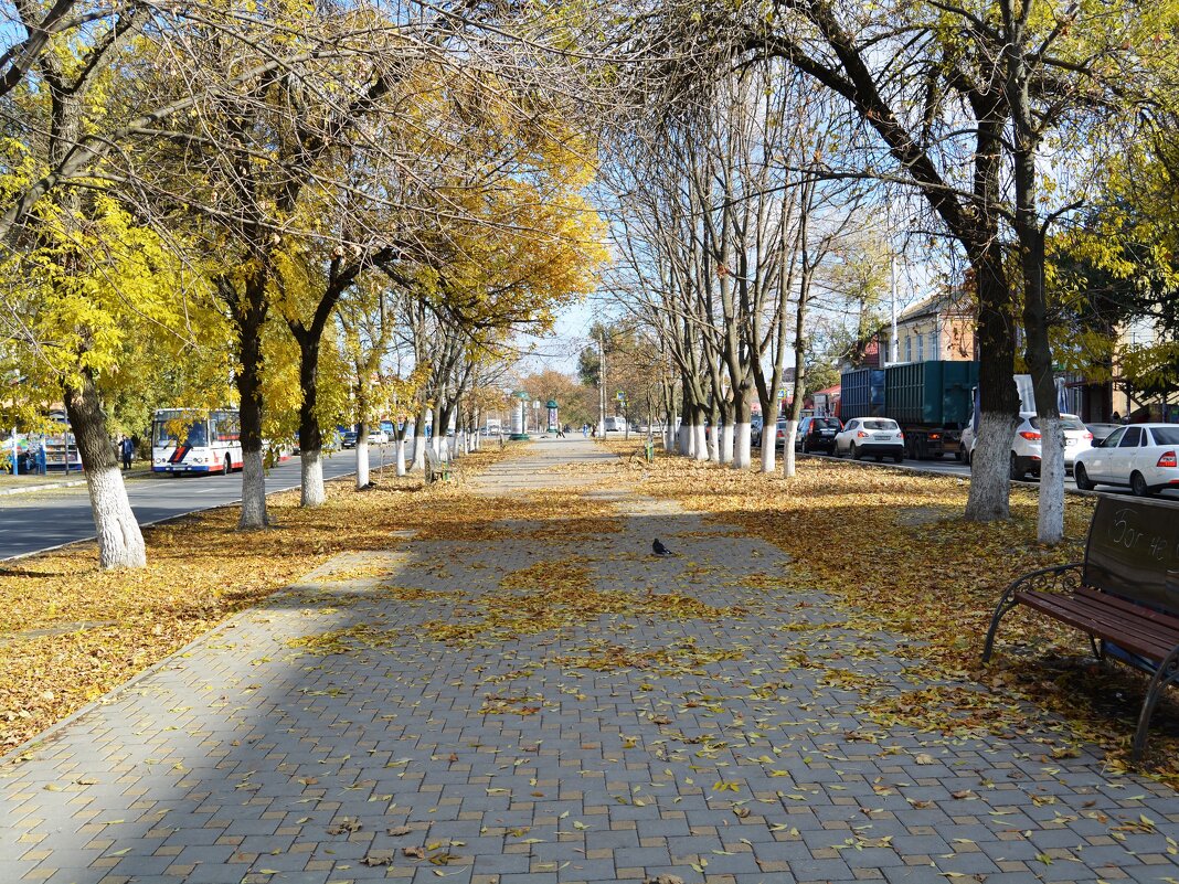 Новочеркасск. Осенняя аллея Баклановского проспекта. - Пётр Чернега