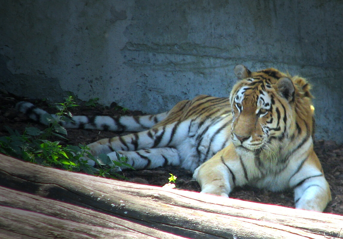 Тигр - максим лыков