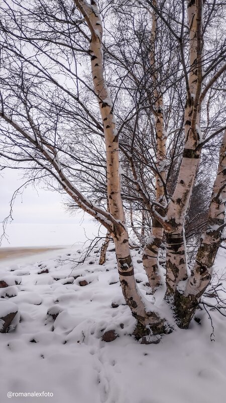 Коса на заливе - Роман Алексеев