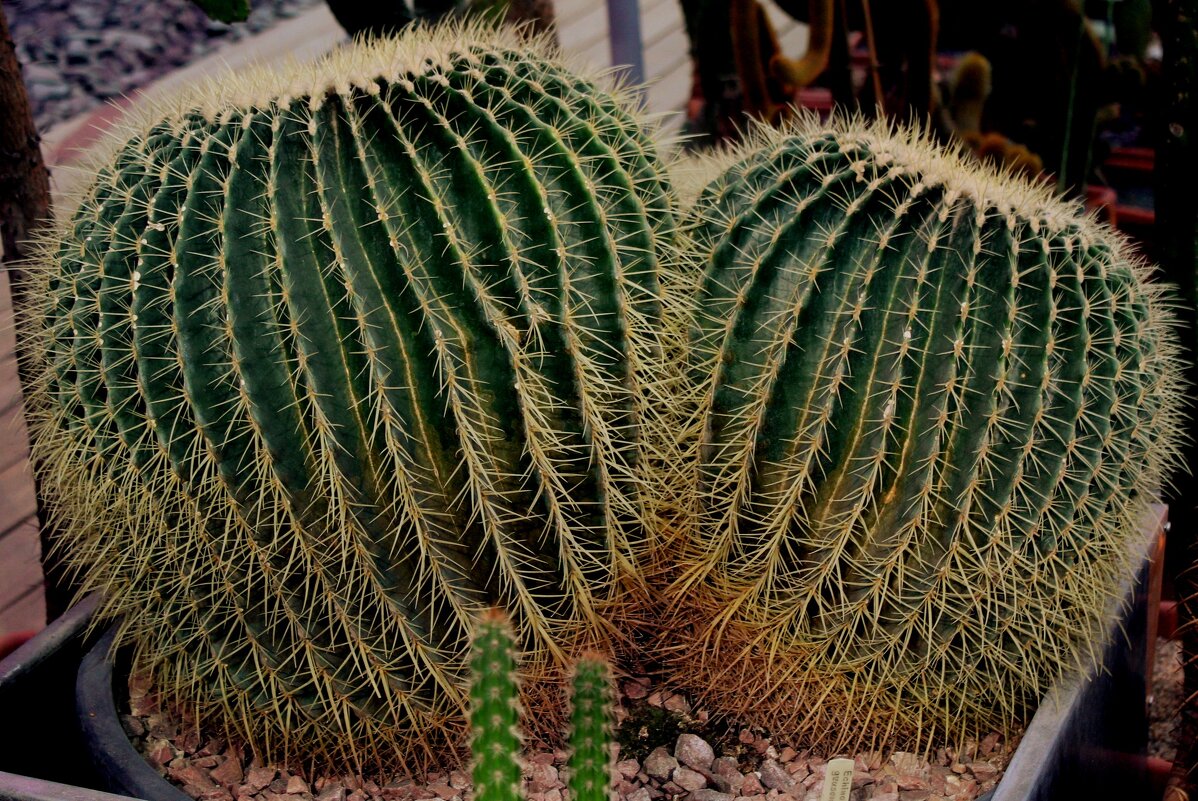 кактусы-растения пустынь - ольга хакимова