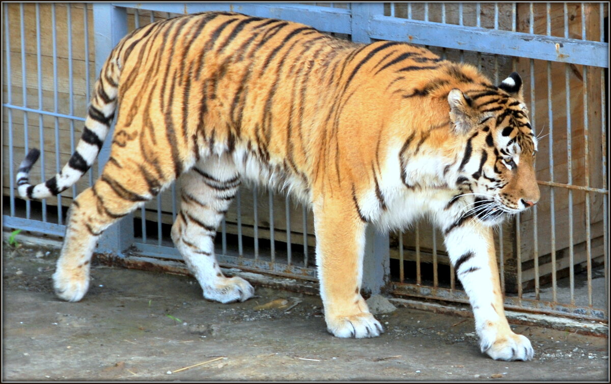 Тигр челябинского зоопарка - Mike Collie