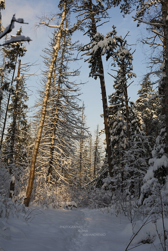 Снежный лес - Albina Lukyanchenko