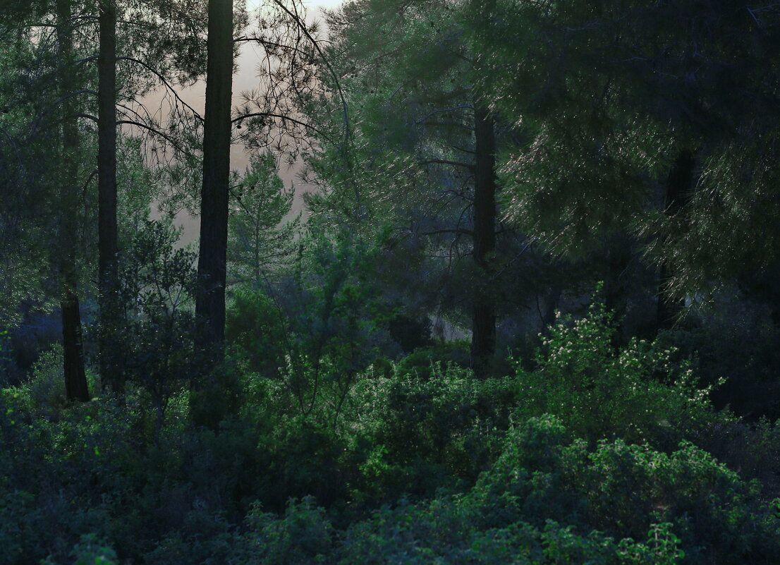 Волшебный лес - Александра 