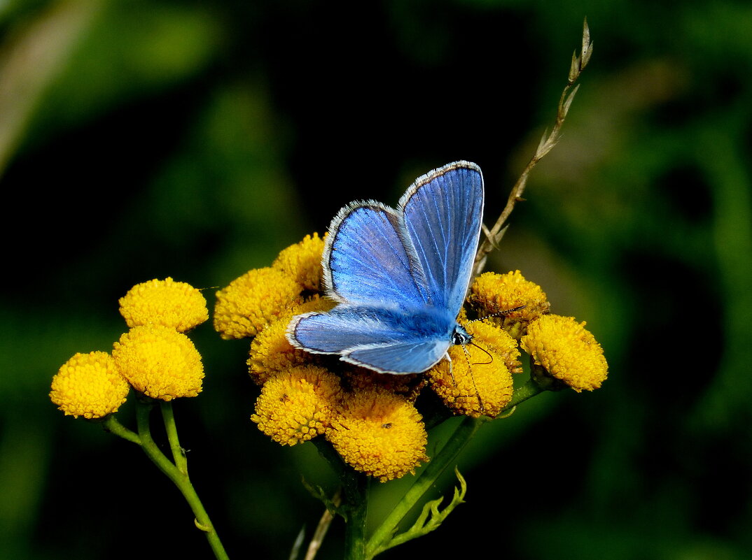 скоро лето, бабочки...15 - Александр Прокудин
