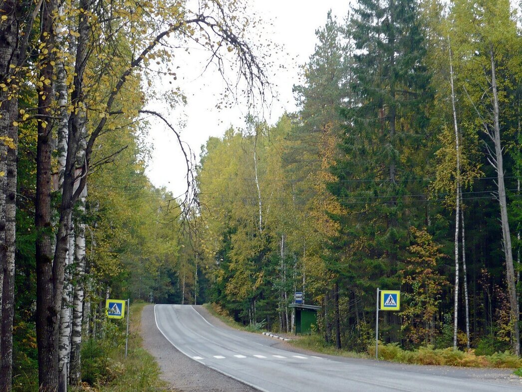 Дорога в лесу - Вера Щукина