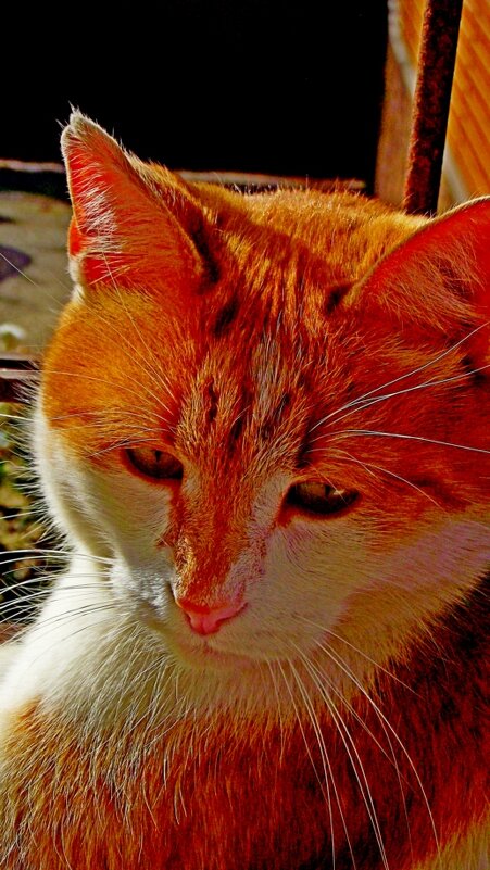 Мой  рыжий  талисман - кот Даут!)).. - Евгений 