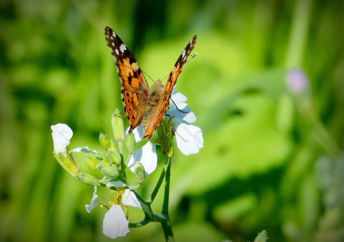 cкоро лето, бабочки...27 - Александр Прокудин