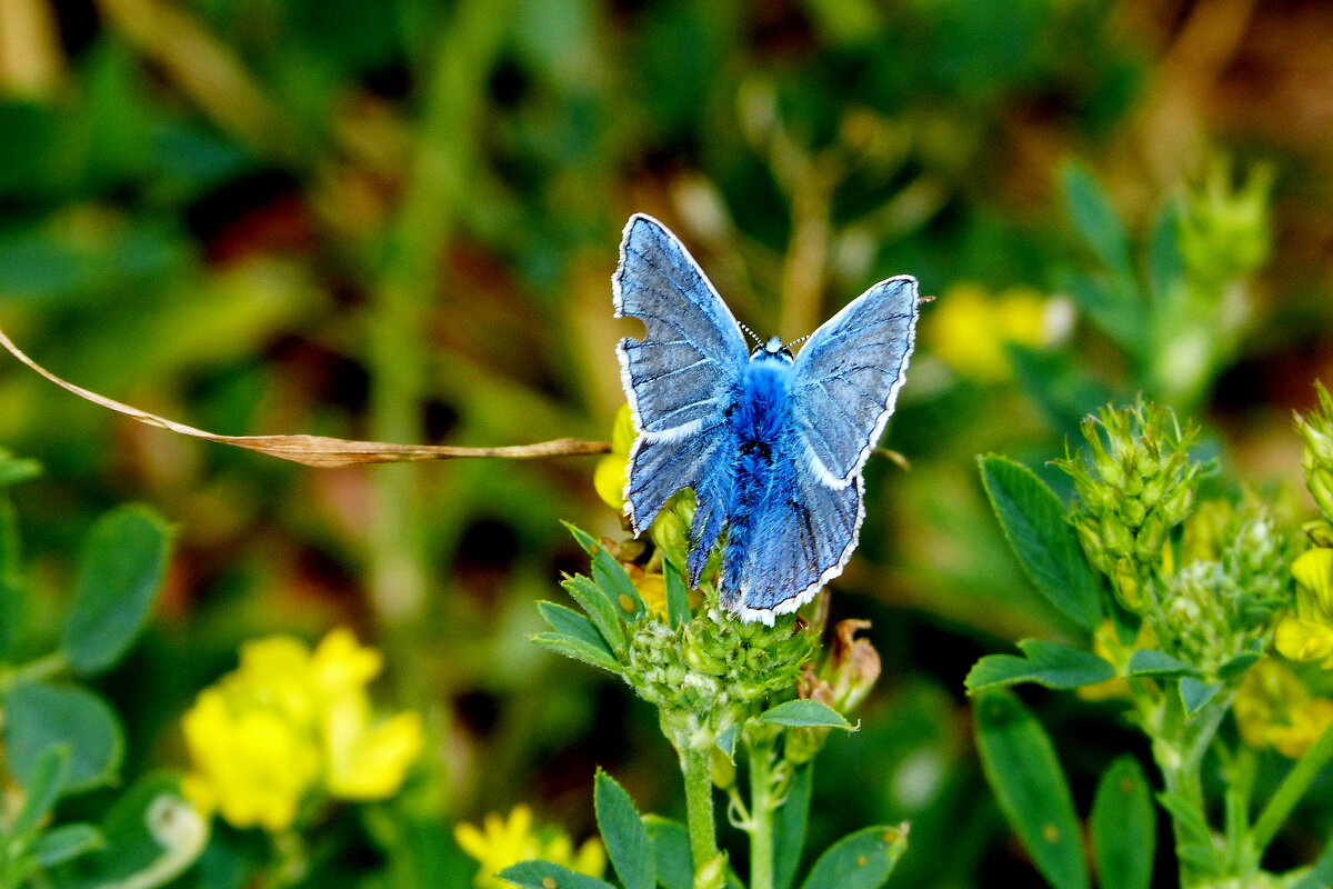 cкоро лето, бабочки...34 - Александр Прокудин