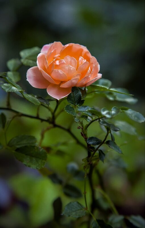 Вот такая красивая роза выросла на балконе - Дмитрий Балашов