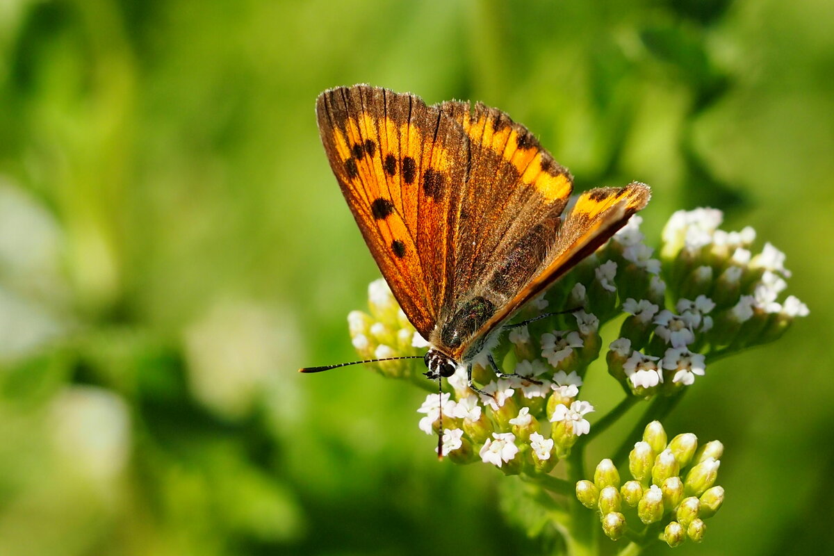 cкоро лето, бабочки...38 - Александр Прокудин