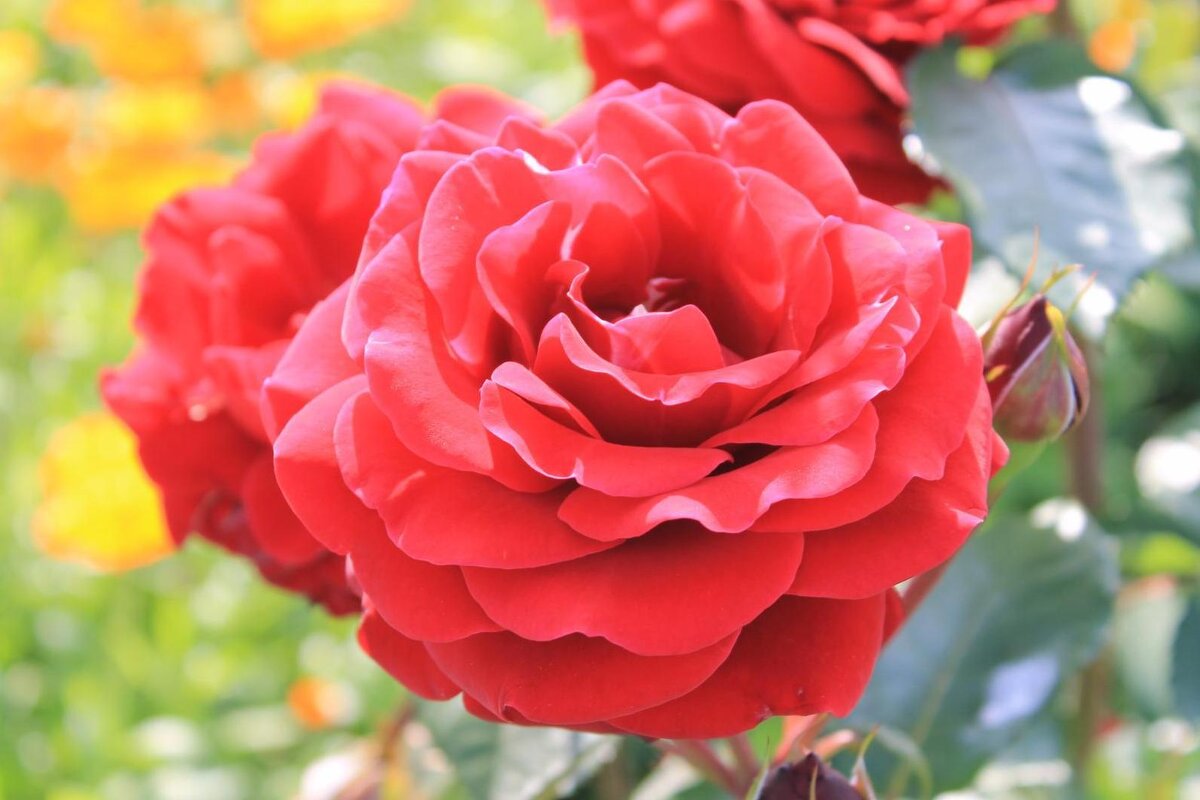 Розы всегда прекрасны - Татьяна Перегудова 