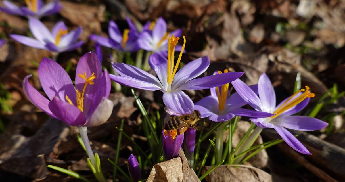 Восьмого марта, в день прекрасный, Пусть все цветы для Вас цветут, .... - Galina Dzubina