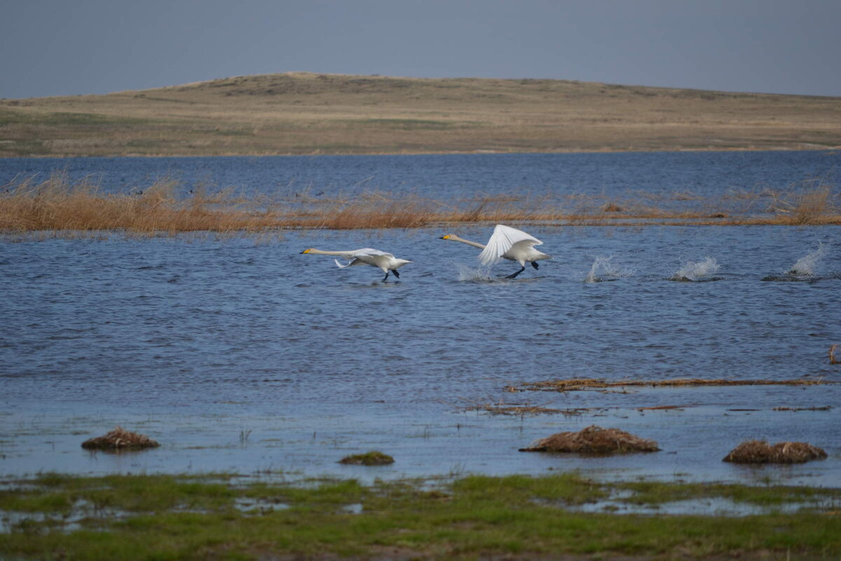 Лебеди... на степном озерке - Андрей Хлопонин
