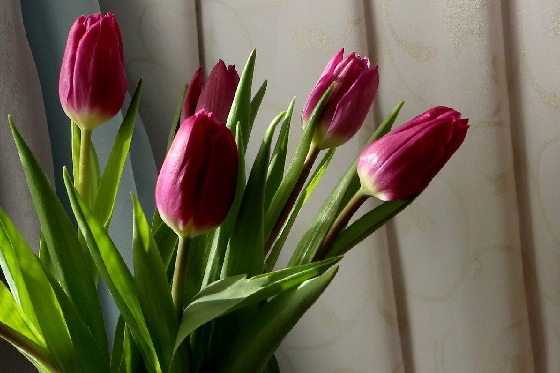 Робкие несмелые февральские тюльпаны - Надежд@ Шавенкова
