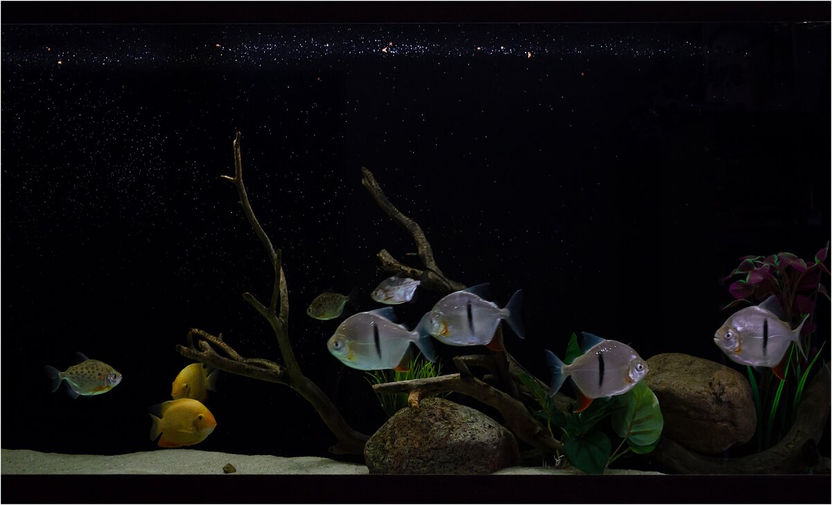 Мой аквариум - Валерий Петров