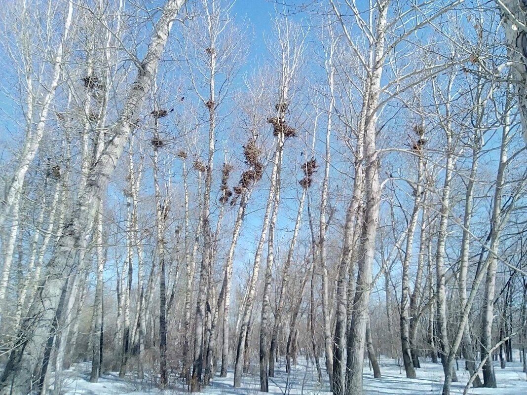 Весной повеяло... - Андрей Хлопонин