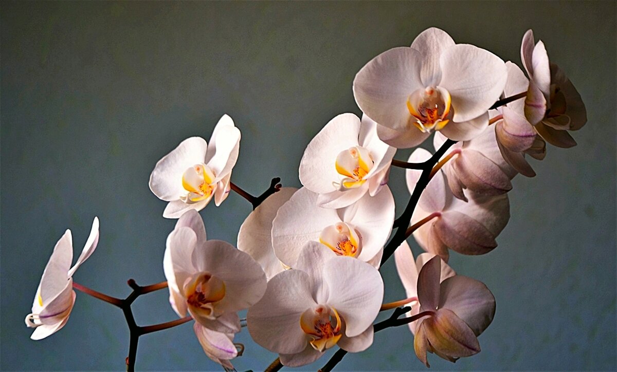 Орхидеи - Валерий Перевозчиков
