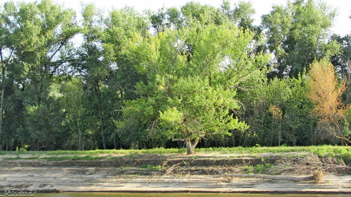 Лиственные деревья по берегам Волги - Raduzka (Надежда Веркина)