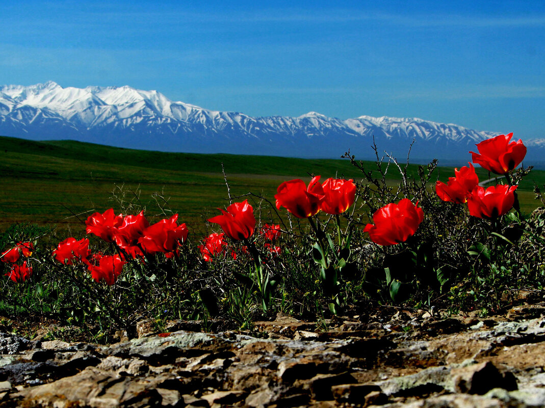 Тюльпаны Казахстана - Алтынбек Картабай