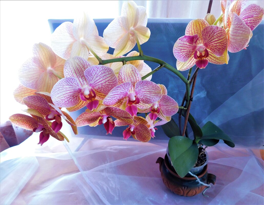 Мои орхидеи. Полное цветение. - Ольга 