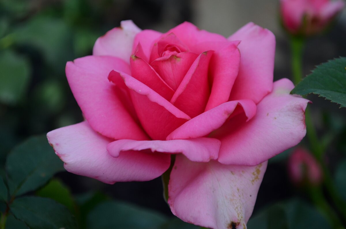 Роза цвета фуксии - Таня Фиалка