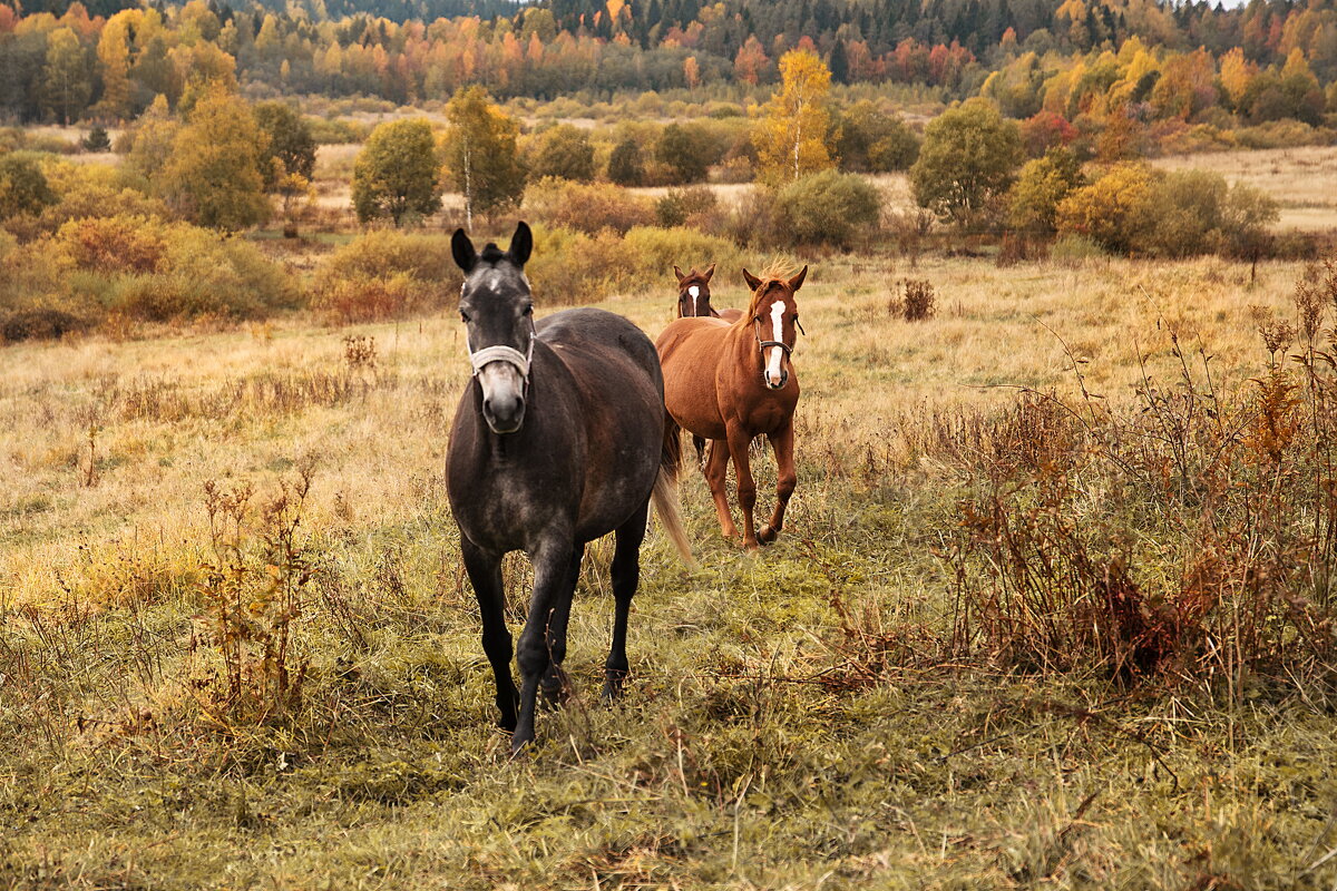 лошади в поле - Мухина Наталья 