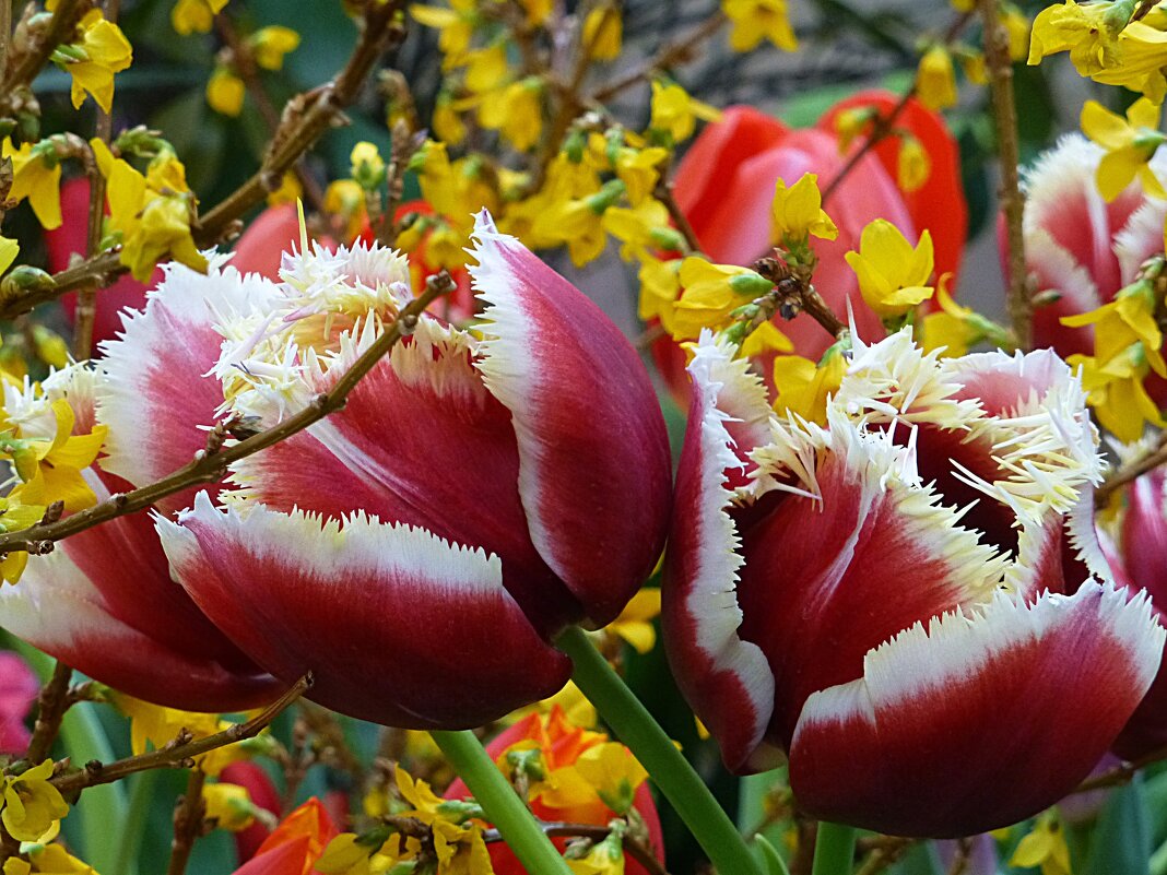 Тюльпаны бахромчатые - Лидия Бусурина